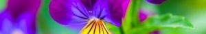 meditation classes