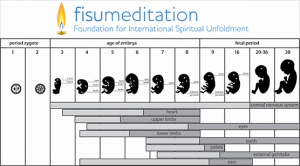 26 Fetal Stages for Meditation