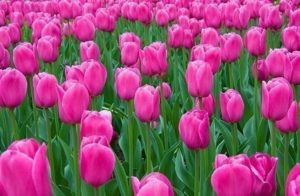 Pink Tulips fro Breast Cancer